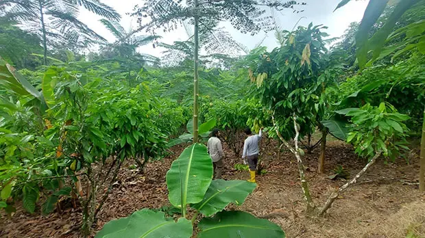 Image shows cocoa farms inspecting trees in a tropical forest.