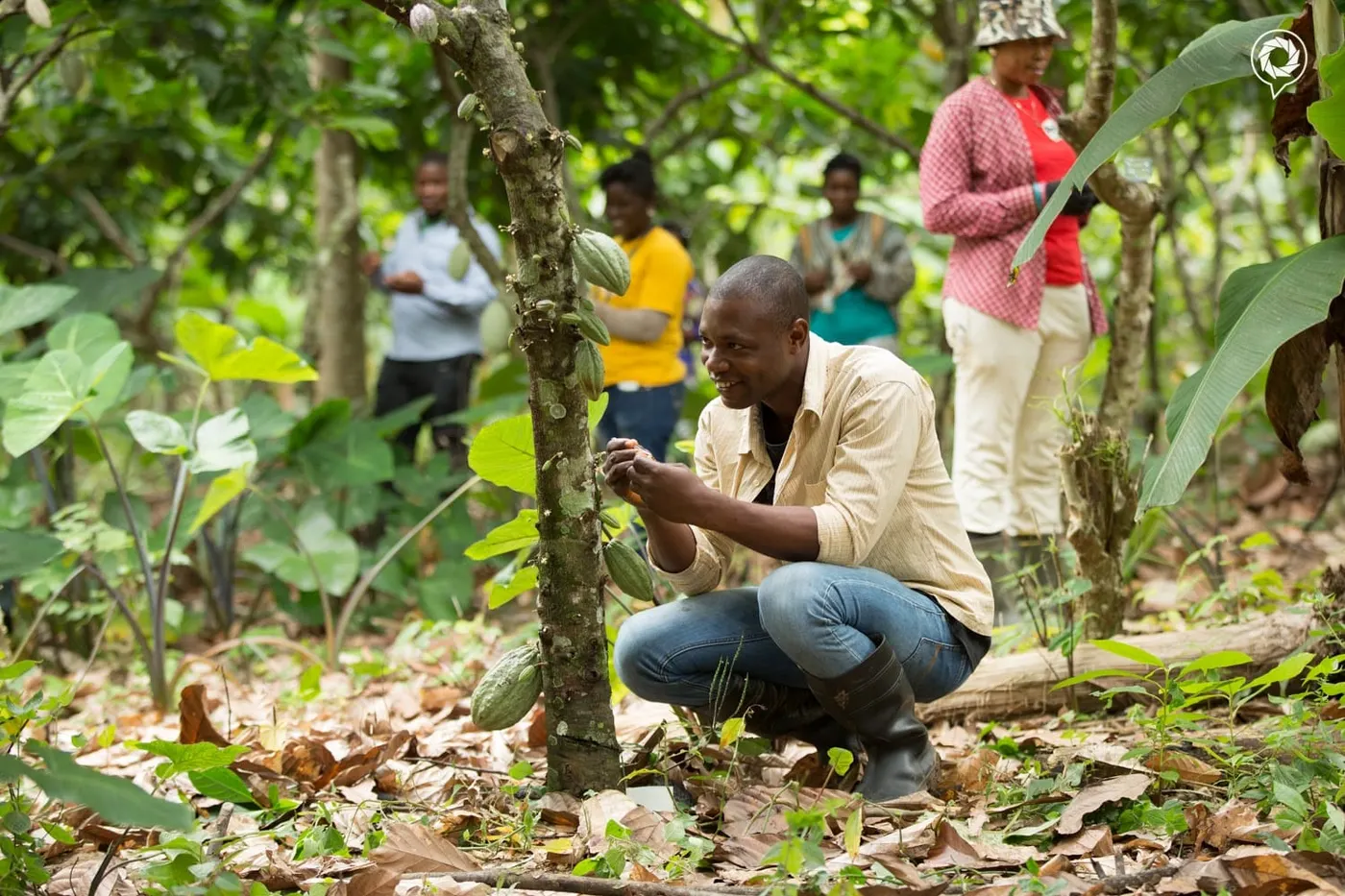 Image shows cocoa farmers in Ghana tending their trees.