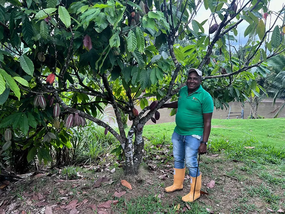 Image shows a Colombian cocoa farmer showing off his crop
