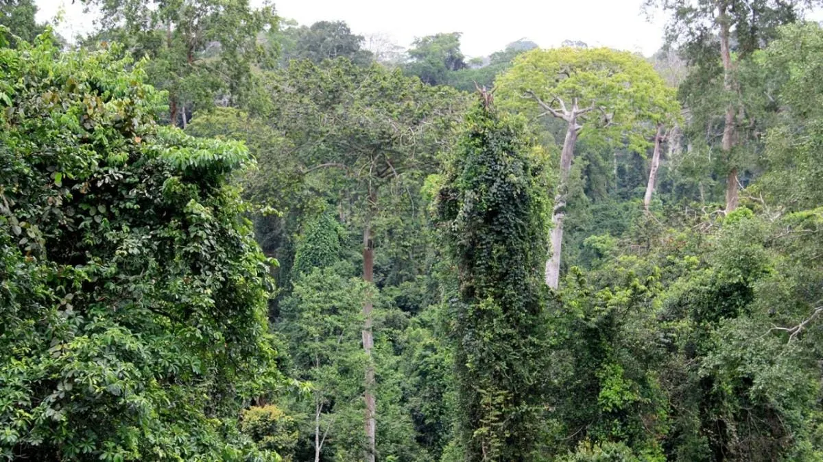 Image shows a tropical forest with cocoa trees.
