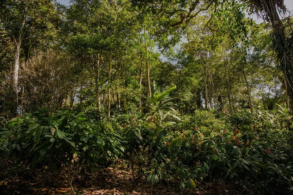 Image shows a rainforest in Brazil with cocoa trees