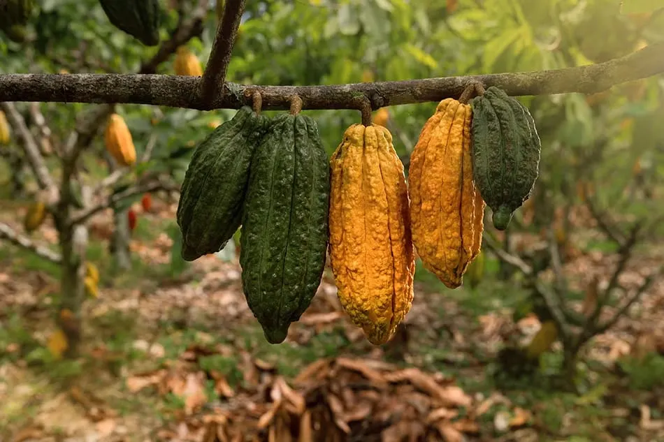 Images shows cocoa pods on a tree affected by Cacao swollen shoot virus (CSSV)