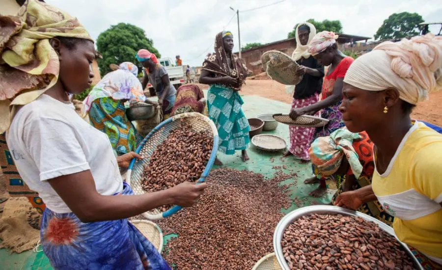 Image shows female cocoa farmers in Africa sorting beans.