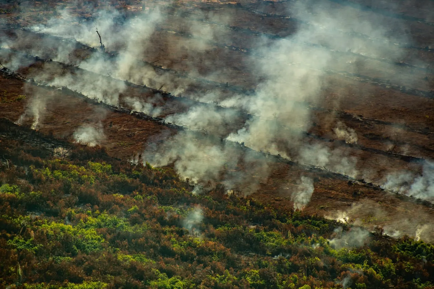 Image shows major deforestation of a tropical forest.