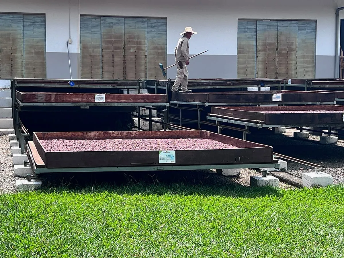 Image shows cocoa beans on platforms at Luker's Granja Luker farm
