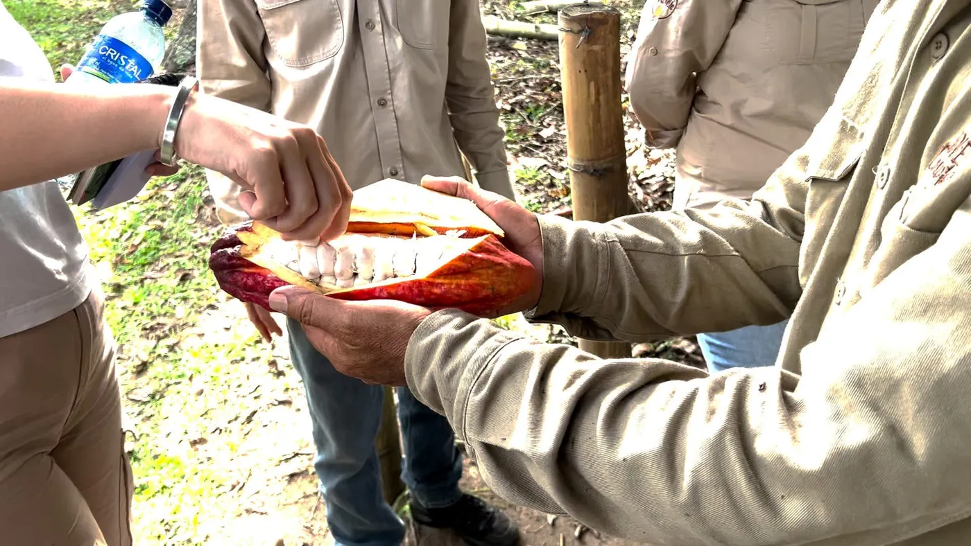 Imnage shows a farmer breaking open a cocoa pod ans sharing the beans