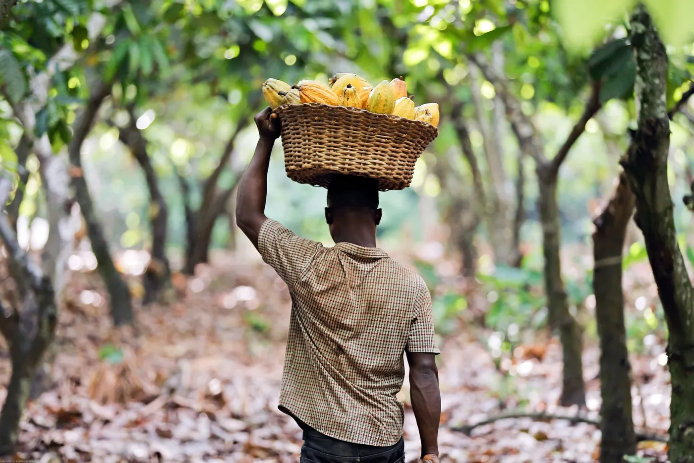 Image shows a cocoa farmer carrying a basket of pods on his head.