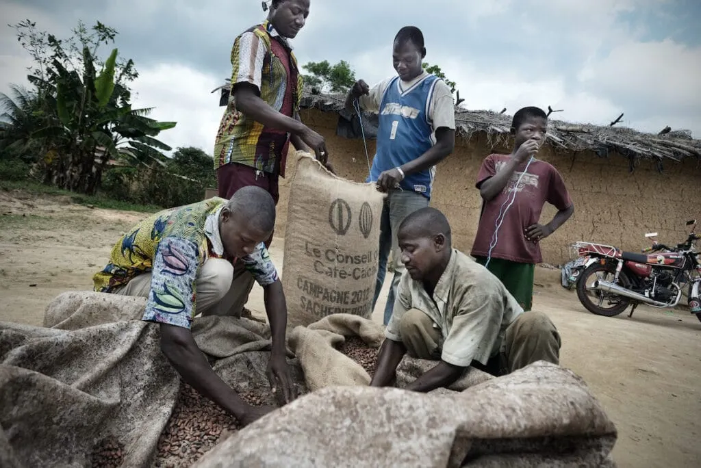 Image shows farmers in Cote d'Ivoire scooping cocoa beans into sacks