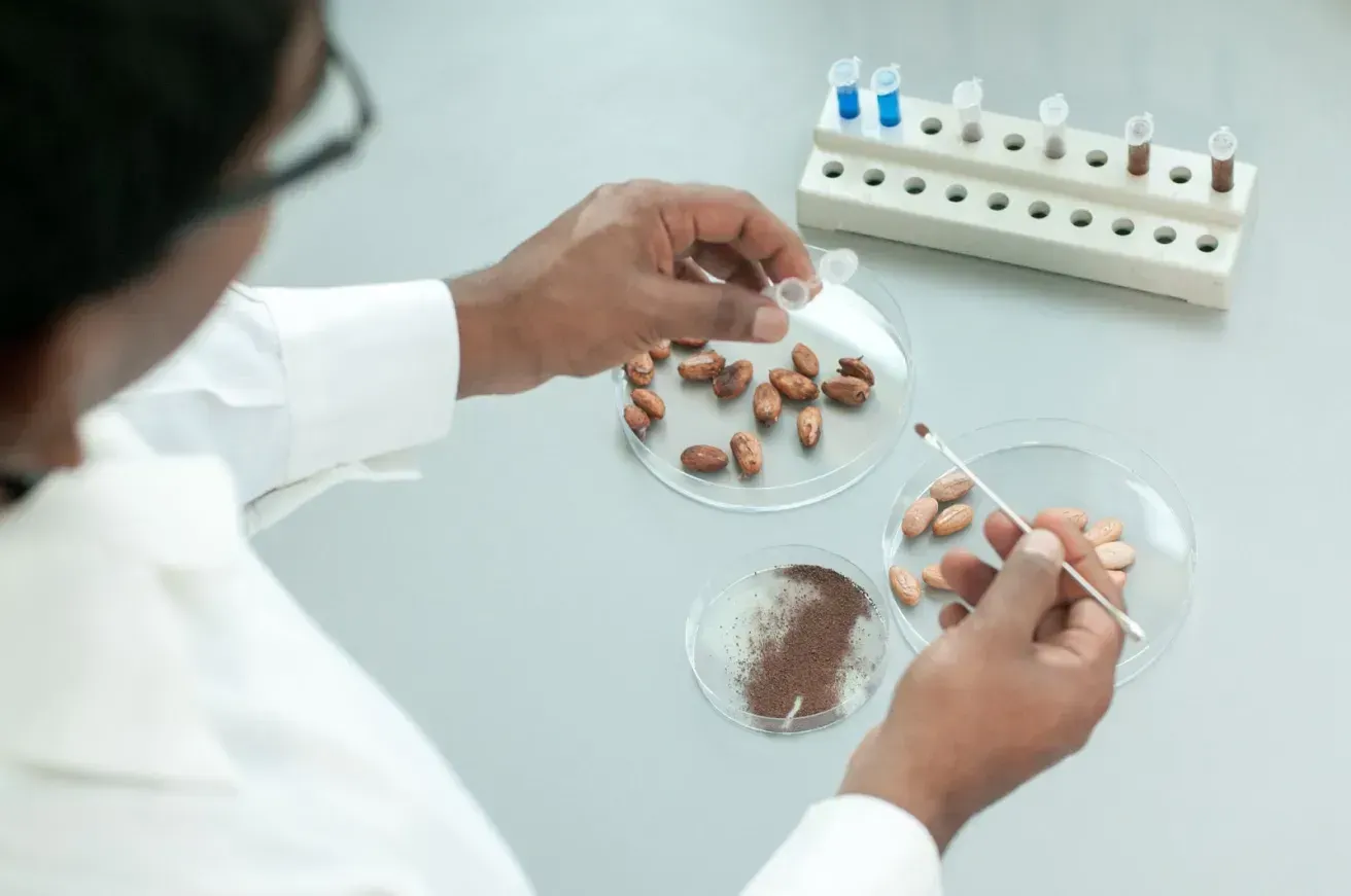 Image shows a lab worker experimenting with cocoa beans in a cell culture environment
