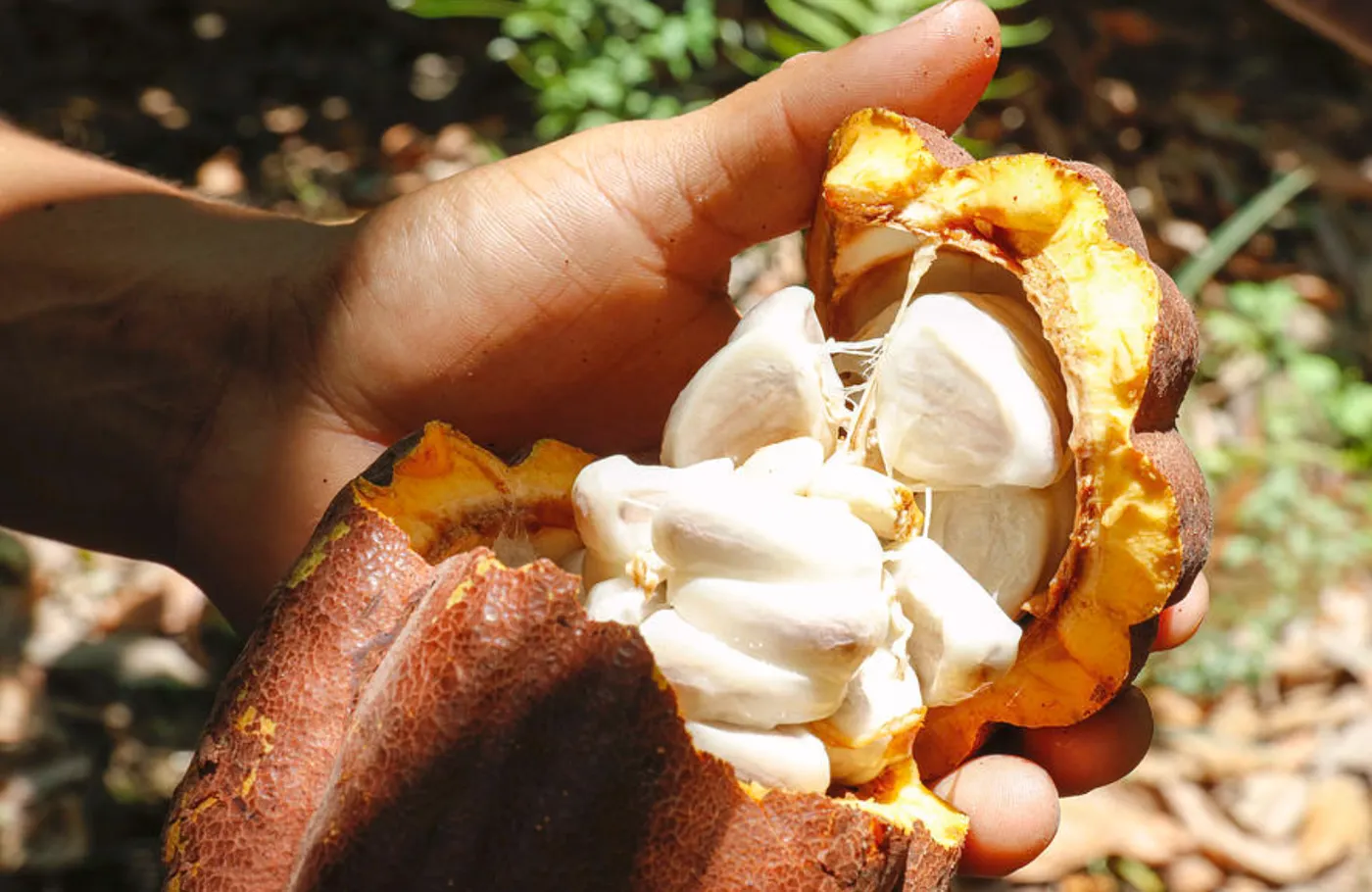 Image shows a cocoa pod split open to reveal the beans