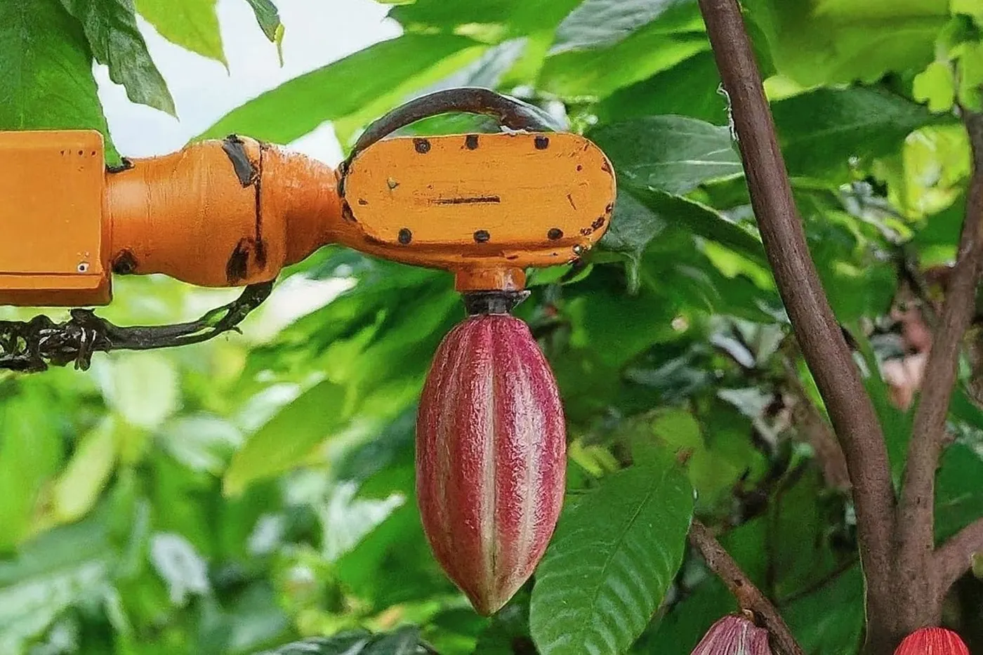 Image shows a robotic arm pollinationg a cocoa pod in Brazil