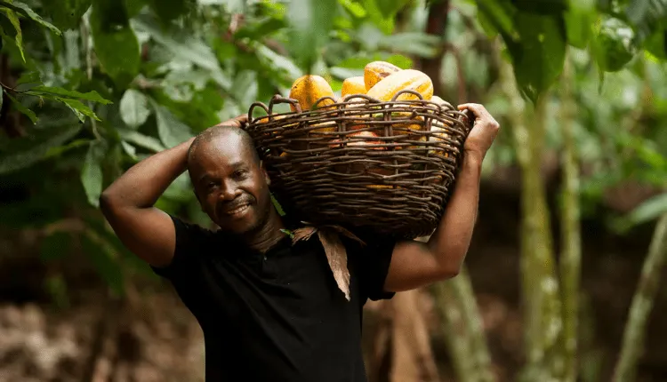 Image shows a Fairtrade Cocoa Farmer carrying a basket of cocoa pods.