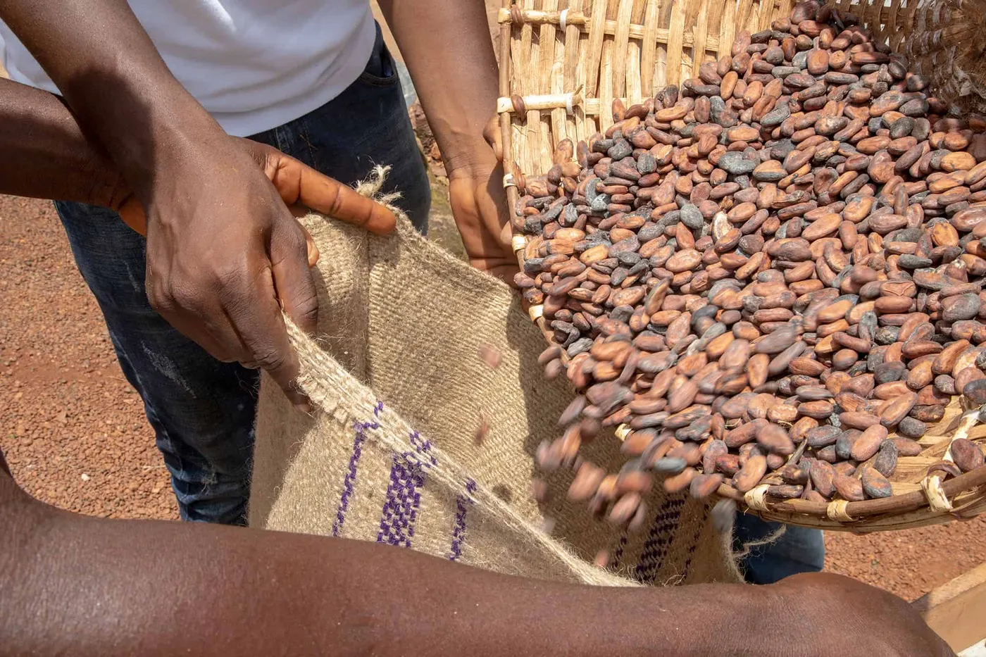 Image shows cocoa beans being poured into a sack for Touton