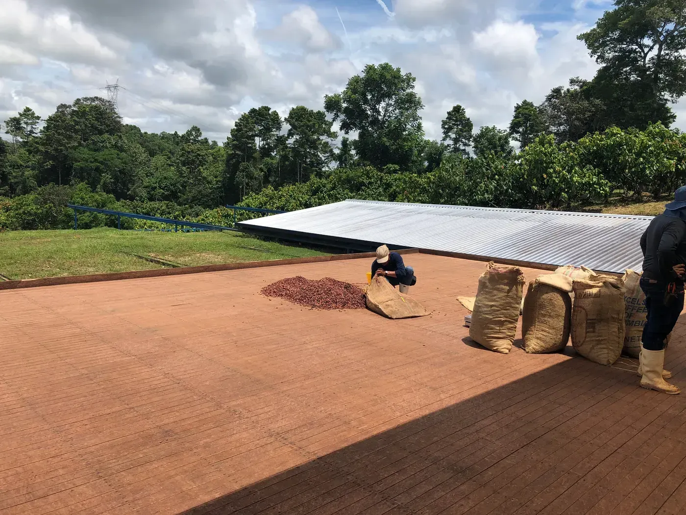 Image shows Colombian beans sourced by Cordillera dried and packed into sacks ready to be delivered to warehouses and factories. 