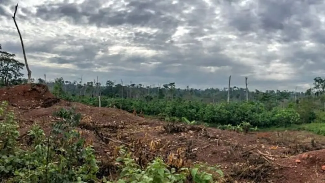Image shows evidence of deforestation in Liberia.
