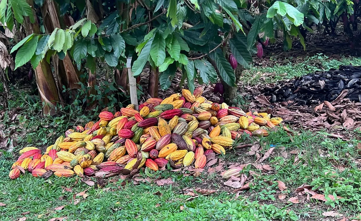 Image shows a pile of brightly coloured cocoa pods at the bottom of a tree.