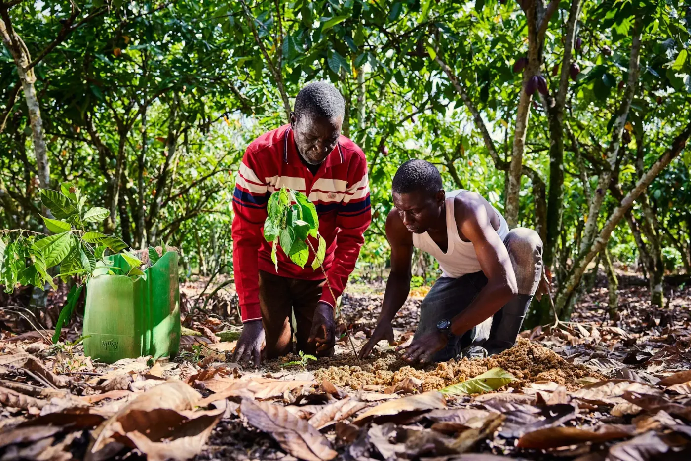 Image shows cocoa farmers planting a seedling in a forest.