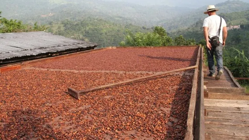 Image shows a cocoa farmer in Latin America drying beans.
