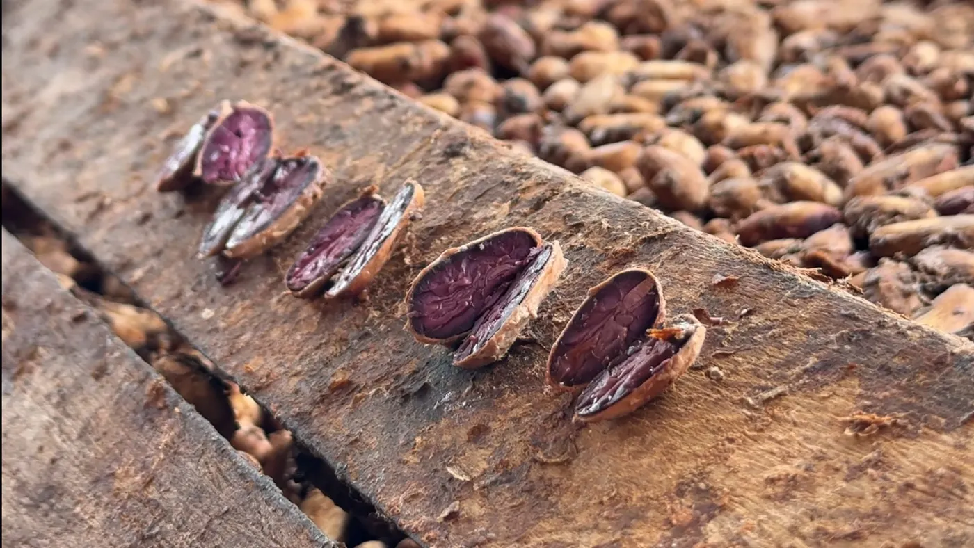 Image shows Fresh cacao beans at source in Cameroon for COOKO.