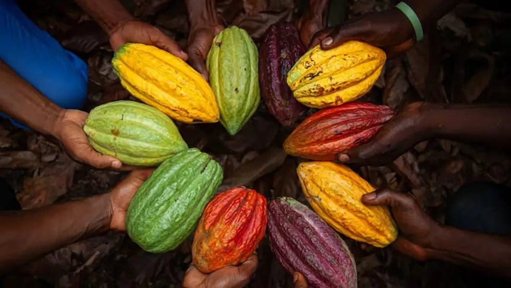 Image shows farmers holding colourful cocoa pods in a circle, shot from above.