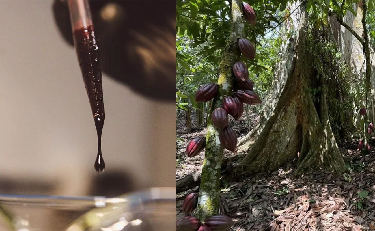 Image shows a montage of lab cocoa and diseased cocoa pods on a tree