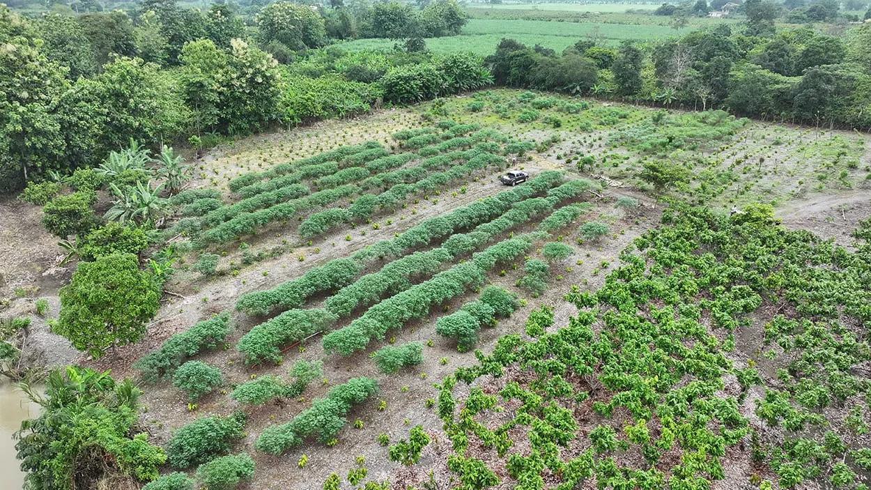 Image shows agroforestry low-carbon cocoa production model in Ecuador. Image: ofi