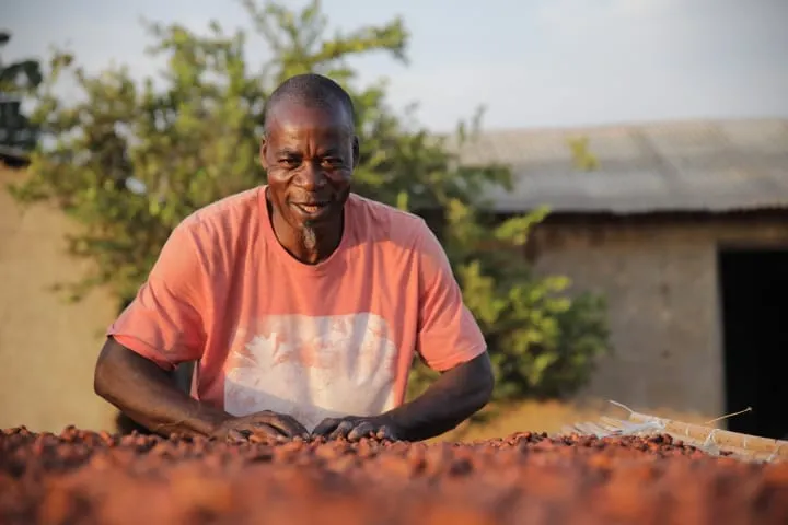 Image shows a Fairtrade cocoa farmer sorting through his beans.