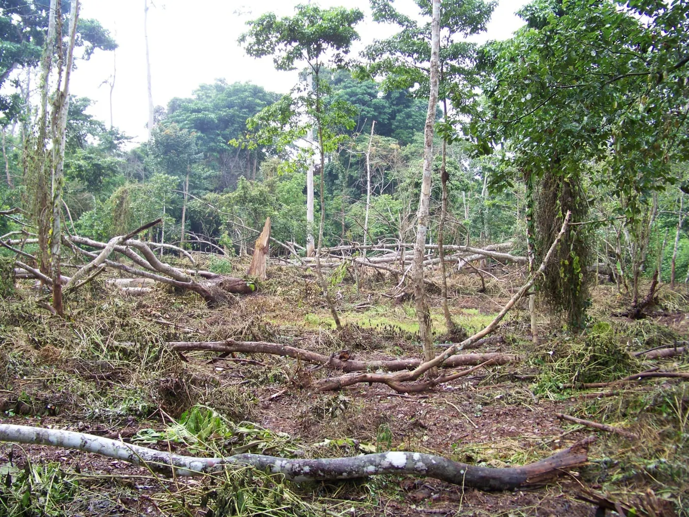 Image shows extent of deforestation in Cote d'Ivoire