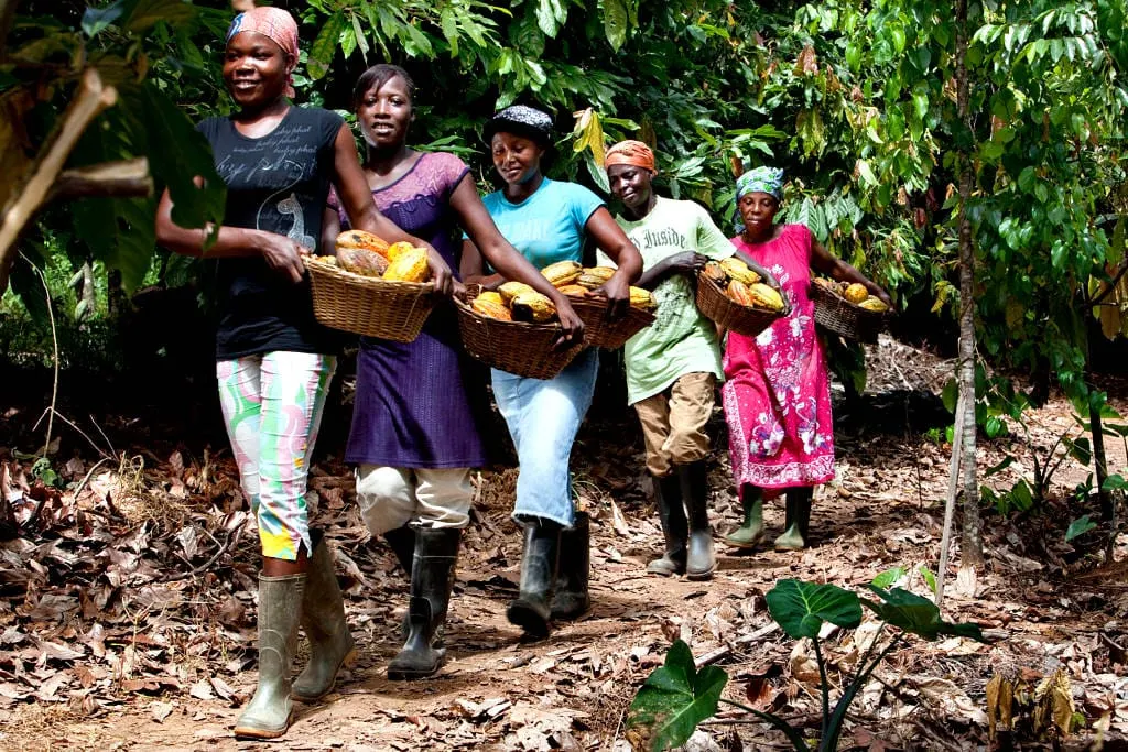 Image shows femail cocoa farmers in Africa carryinmg baskets of pods.
