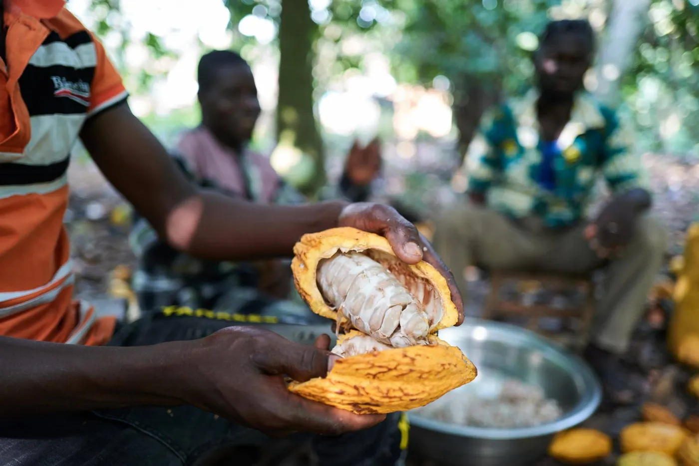 Image shows a cocoa pod being opened by a cocoa farmer