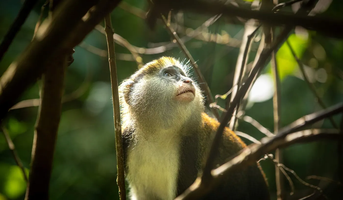 Image shows a monkey in a forest in cote d'Ivoire
