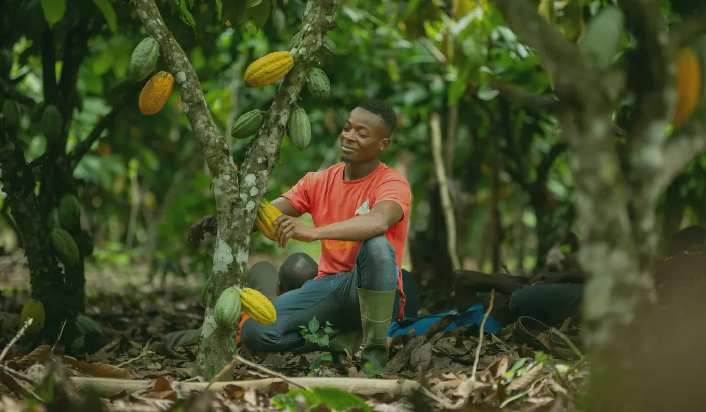 Image shows an African cocoa farmer pruning his tree.