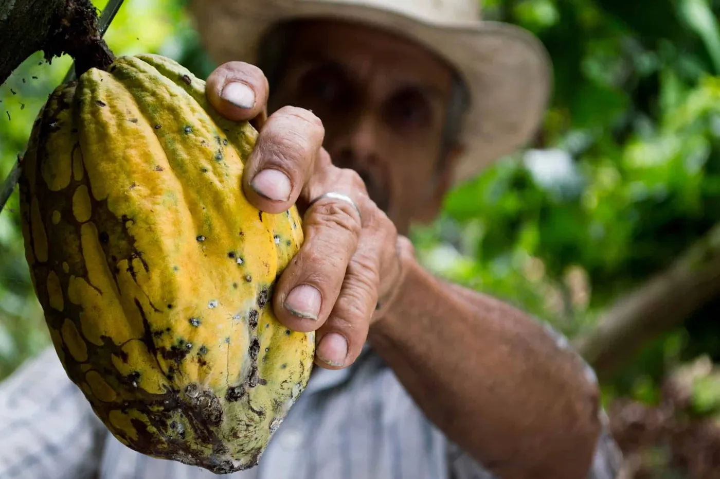 Image shows a closeup of a farmer cutting a cocoa pod from the tree.