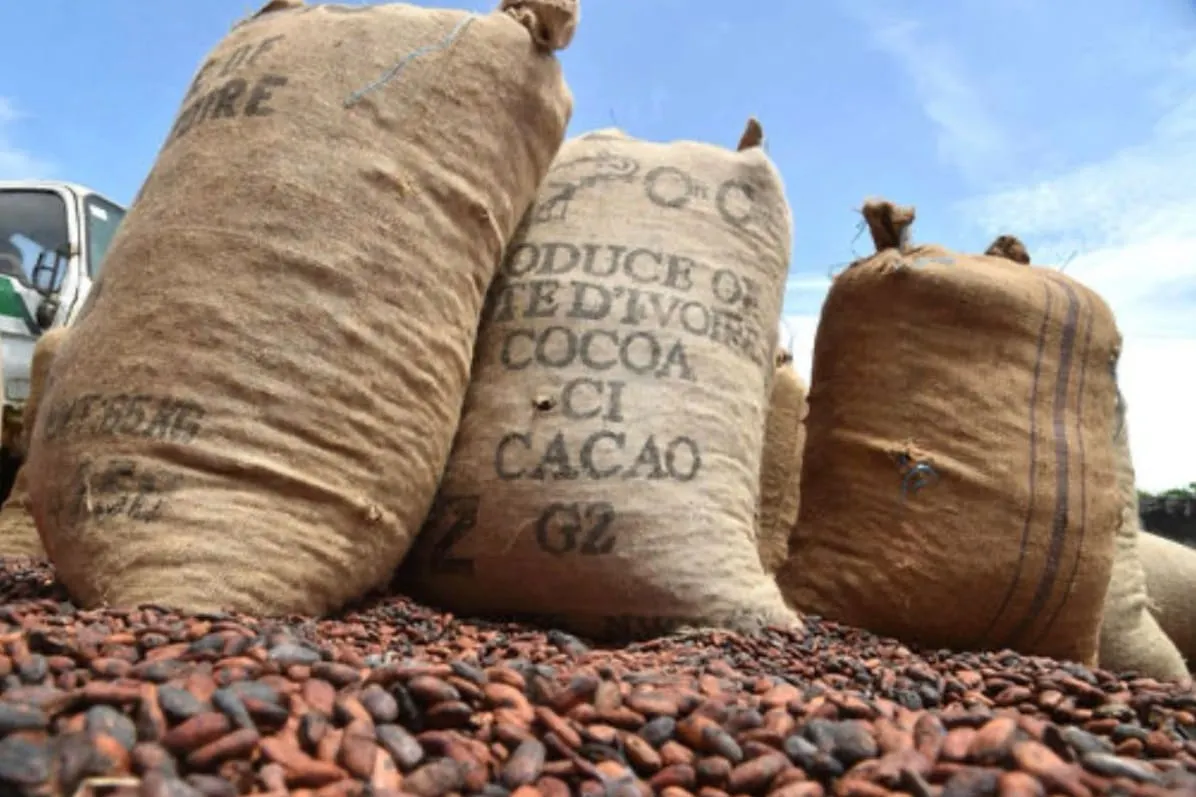 Image shows sacks of cocoa by the roadside waiting to be loaded onto a truck.
