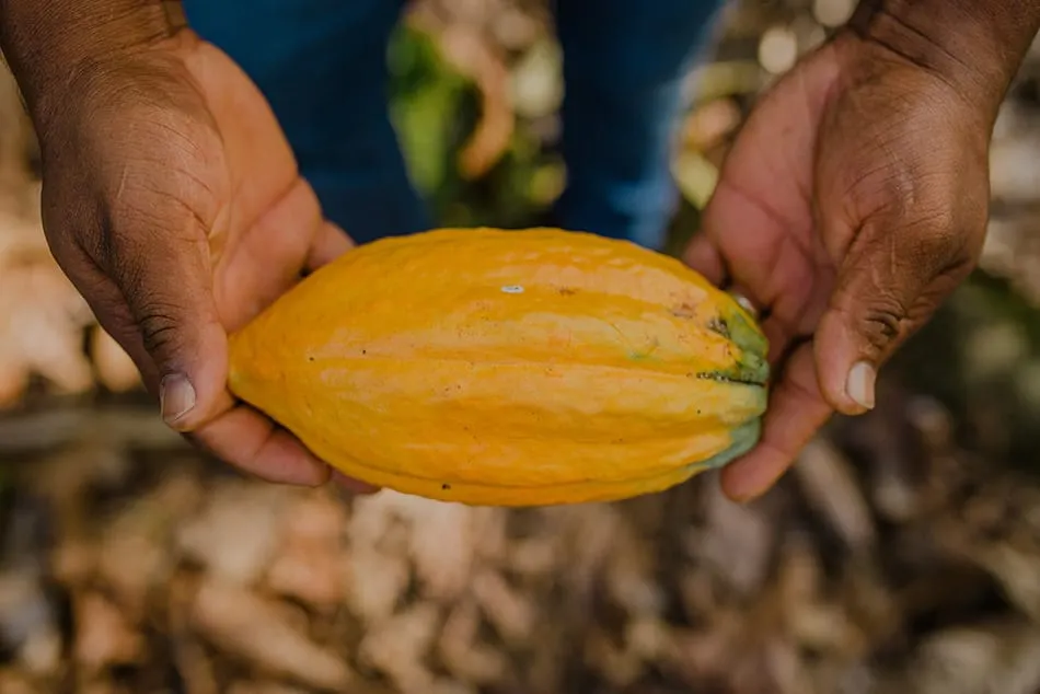 Image shows a close up of a cocoa pod held by a farm