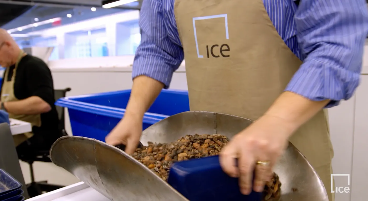 Image shows a ICE CoT trader sorting cocooa beans.