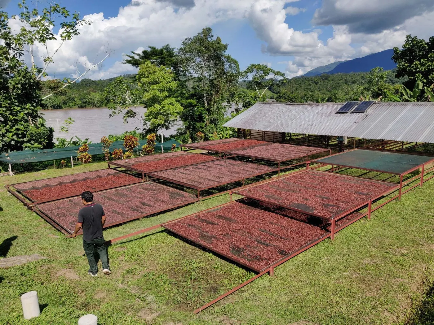 image shows cocoa drying on trays in the sunshine in a Peru forest.