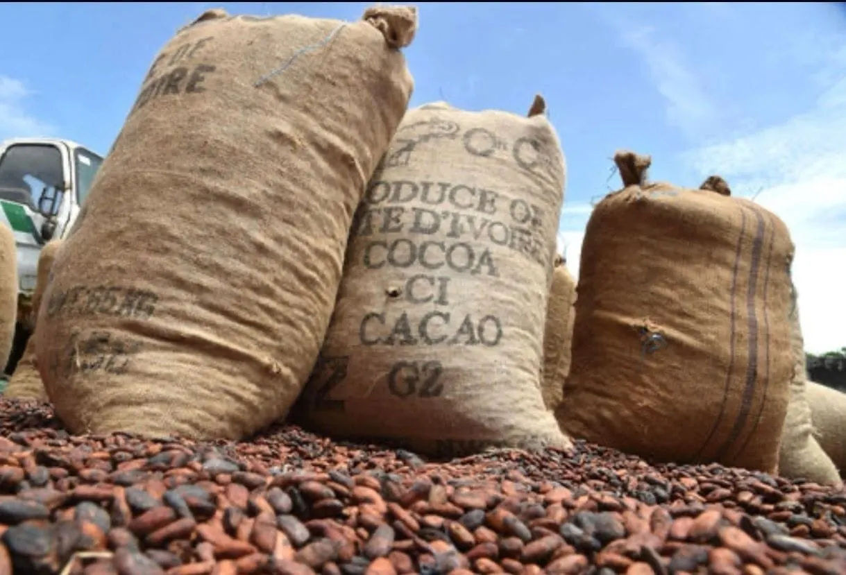 Image shows sacks of cocoa by the roadside waiting to be loaded onto a truck.