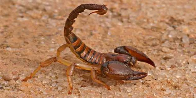 The senior boys at CJR Junior School in Gwelo hunted scorpions in their free time. Photo http://www.medtogo.com/scorpion-stin