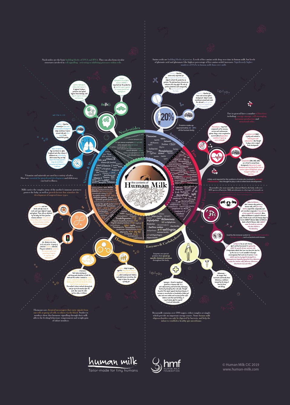 links between metabolic health and lactation