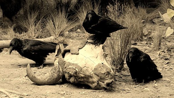 A photo of three taxidermized ravens crowded around a steer skull in an old western scene.