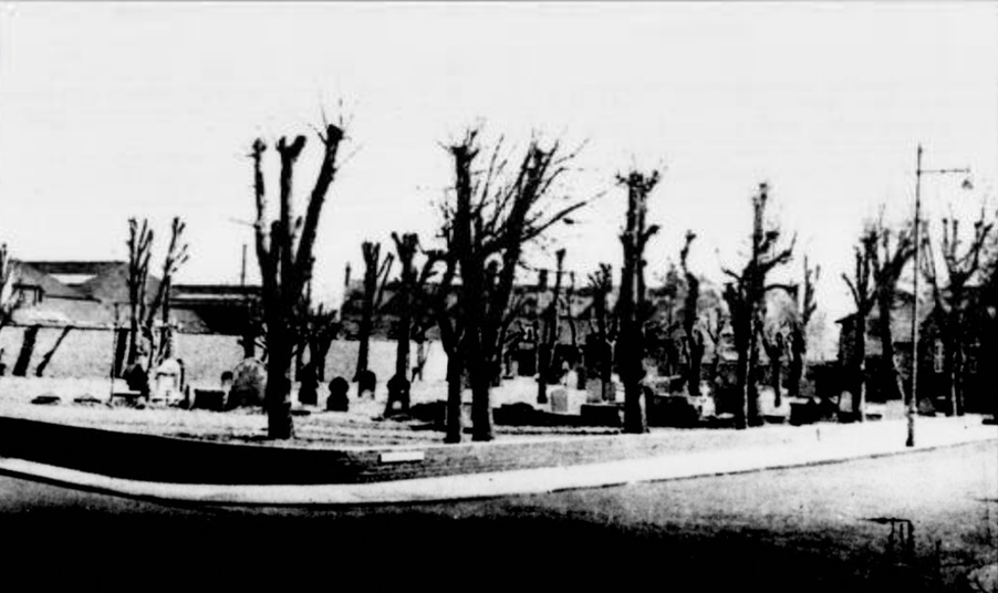 A group of trees in a park

AI-generated content may be incorrect.
