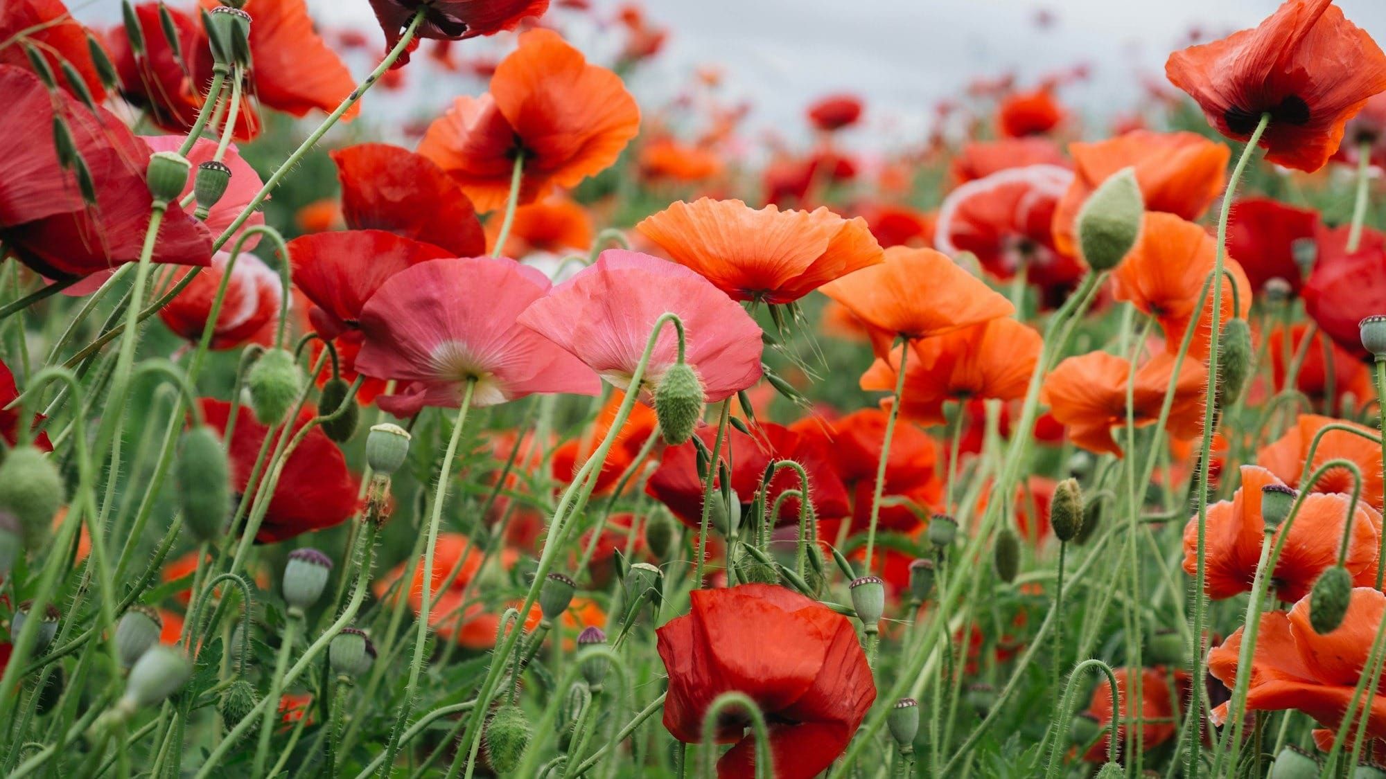 Private William Arnold Adie, Glascote, d. 1918