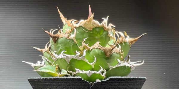 2025年、アガベ沼にハマるまでの記録