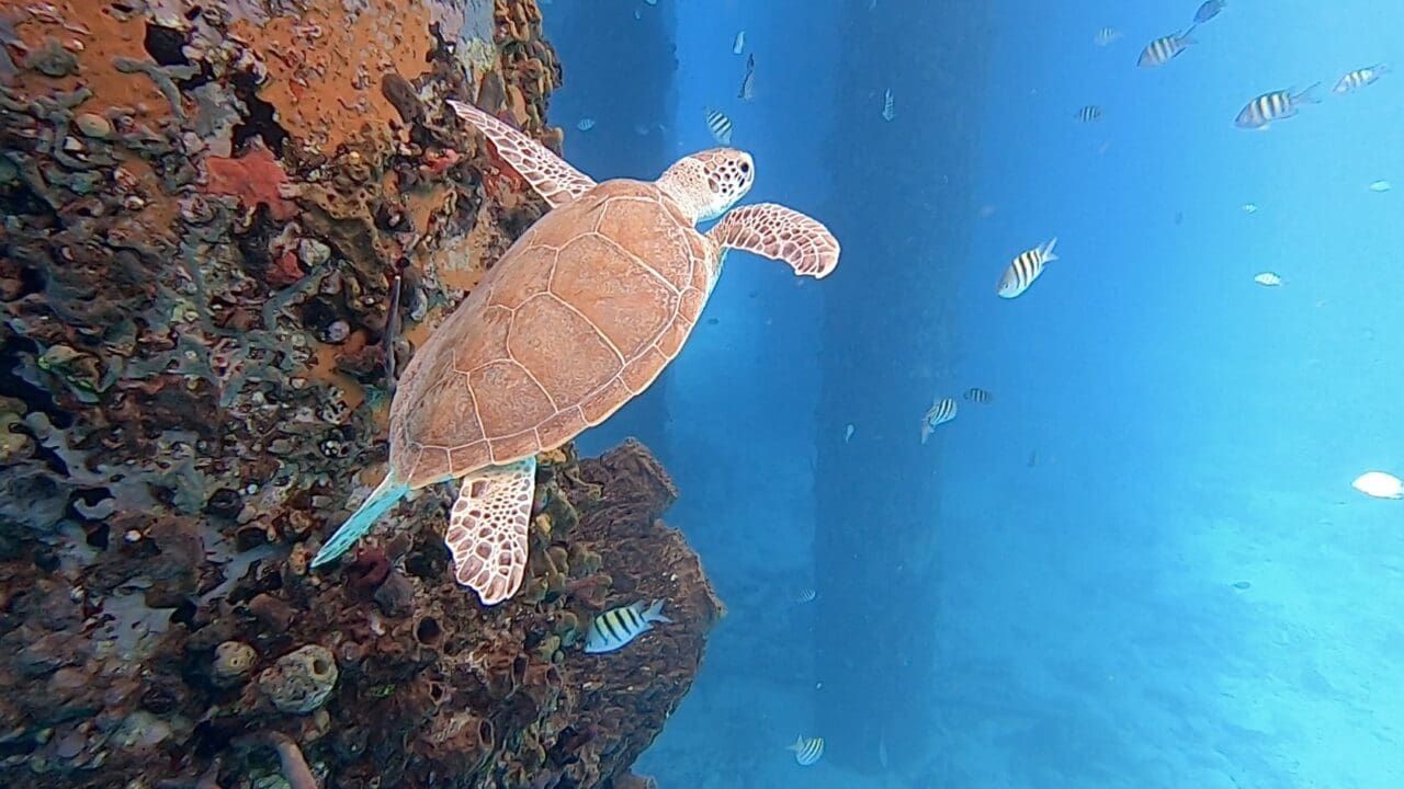 Island Hopping in the Caribbean