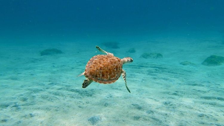 Storms & Snorkeling at Ronde Island