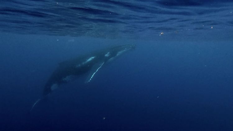 Cruising the Society Islands: Beautiful, but Challenging