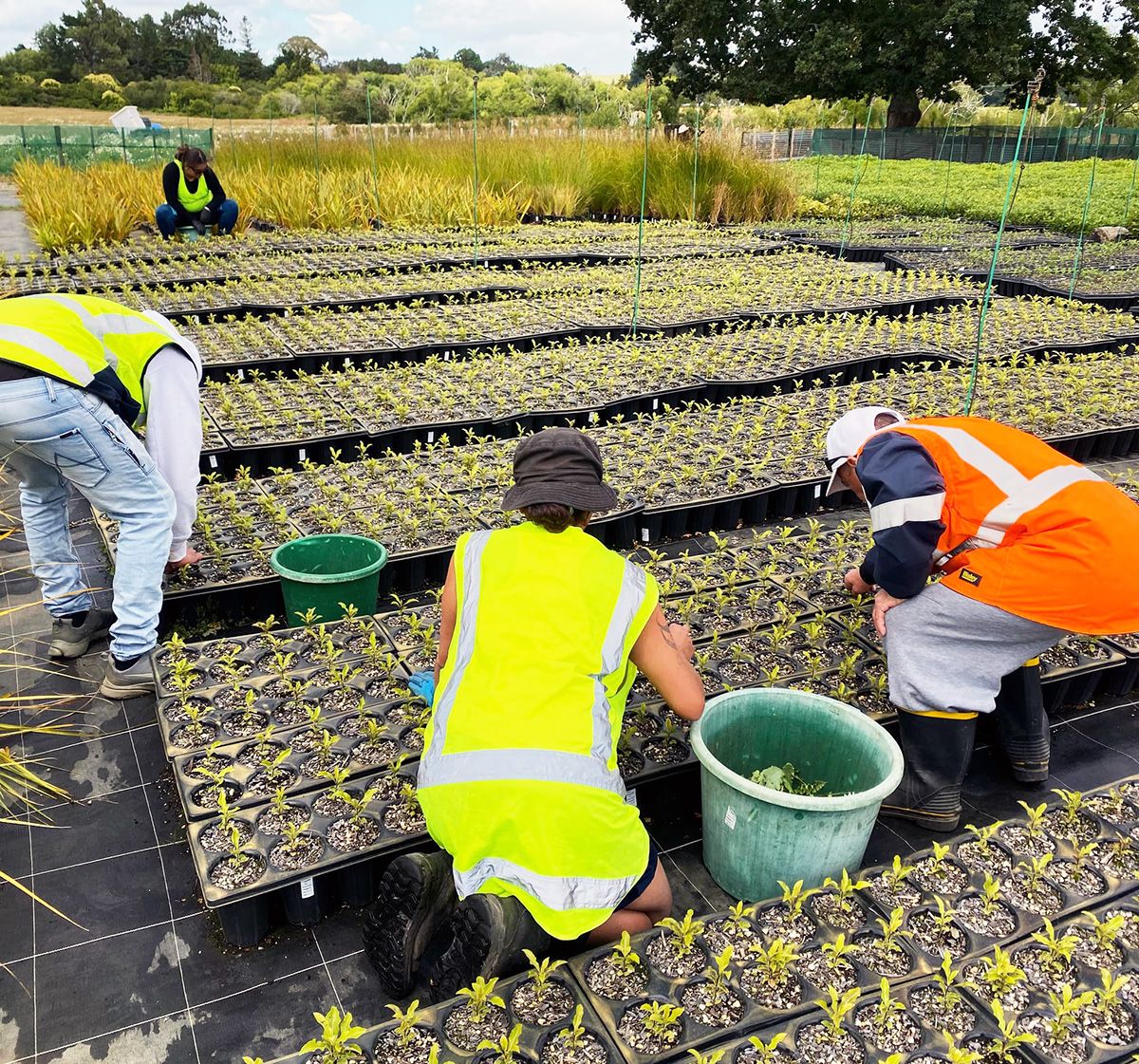 A group of people in bright safety vests work outdoors at a plant nursery, removing weeds from around many rows of seedlings.