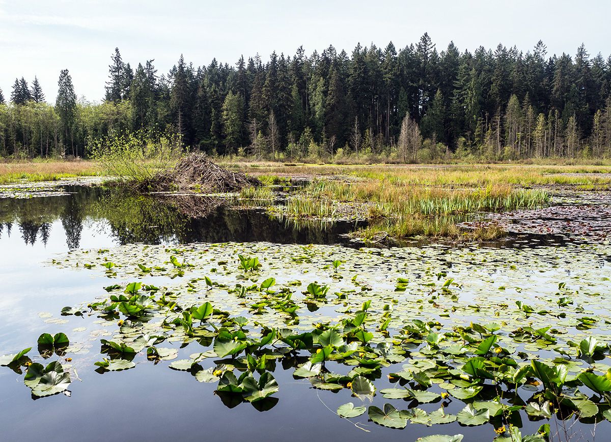 A lake with lily pads, reeds and grasses, a beaver dam, and evergreen trees in the background.
