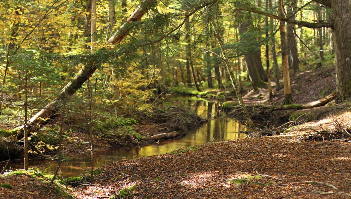 Restoring PEI's Forgotten Forests | Rewilding Magazine